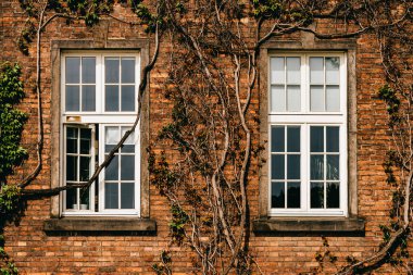 Pencereli ve sarmaşıklı ev duvarı. 