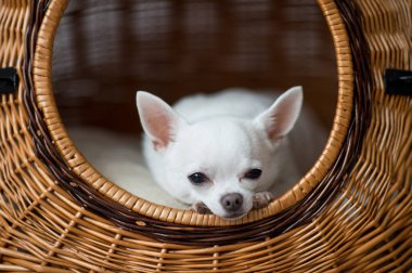 Güzel ve sevimli küçük chihuahua yavrusu hasır köpek kulübesi sepetinde dinleniyor ve dışarı bakıyor.