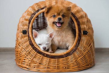 Pomeranian ve chihuahua köpekleri gibi iki sevimli ve sevimli köpek yavrusunun kapanışı komik yüzleri ve duyguları ile oturup hasır bir köpek kulübesinde yatıyorlar ve dışarı bakıyorlar.