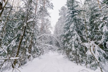 Muhteşem sihirli peri masalı kış ormanı. Güzel resimli kış zamanı vahşi doğa manzarası. Karla kaplı ağaçlar. Fantezi soğuk soğuk soğuk soğuk soğuk kostüm tahtası. Dramatik manzara. Çevre.