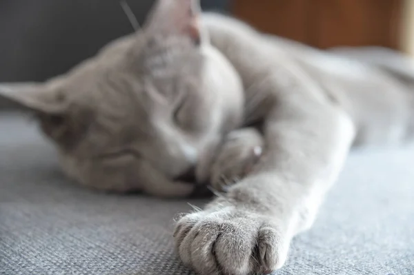 Bella Gattino Dormire Sul Letto — Foto Stock