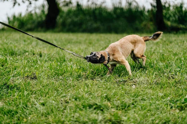 Happy Bermain Lincah Cepat Dan Marah Anjing Menikmati Kebebasan Alam — Stok Foto