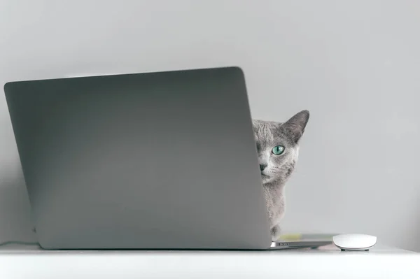 Beautiful russian blue cat with funny emotional muzzle lying on keayboard of notebook and relaxing in home interior on gray background. Breeding adorable gray kitten with blue eyes resting on laptop