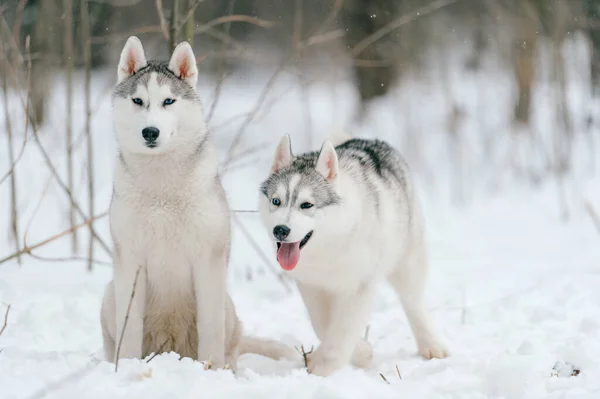 Dwa Syberyjskie Szczenięta Husky Wielobarwnymi Oczami Bawiące Się Razem Śniegu — Zdjęcie stockowe