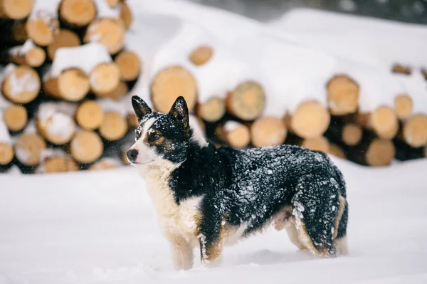 Funny Dog Standing Snow Wood Background — Stock Photo, Image