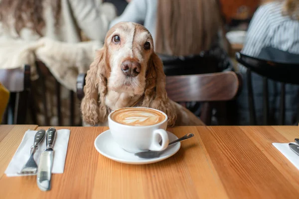 Son sınıf Cocker Spaniel köpeğinin portresi masada bir fincan kapuçinoyla kafede oturuyor..