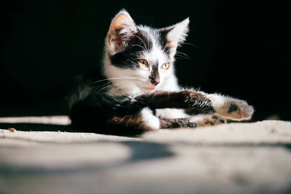 Left Urban Homeless Kitty Sitting Abstract Shadow Black Background Looking — Stock Photo, Image