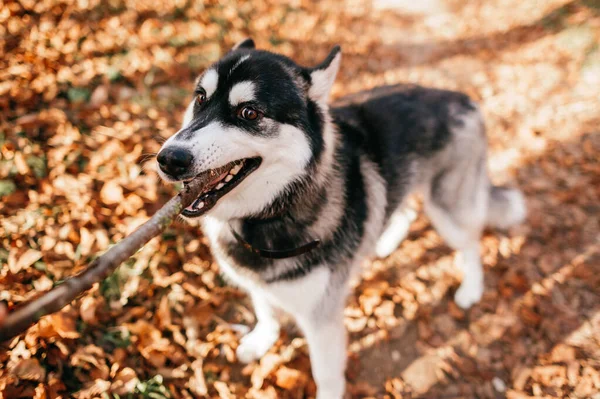 犬と愛人のゲームだ 犬は空港を手から奪う 大きな犬は秋の日に通りを歩く クローズアップ愛らしい茶色の銅と茶色の青い目を持つ白い兄弟犬の肖像画 — ストック写真