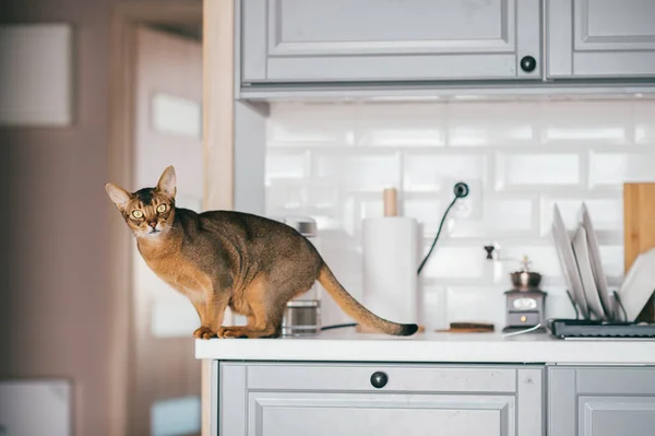 Schöne Lustige Kätzchen Der Küche — Stockfoto