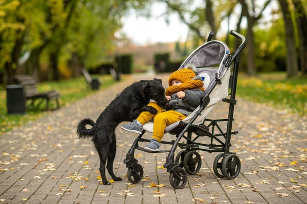 Small Pretty Boy Yellow Grey Clothes Sits Child Pram Plays — Stock Photo, Image