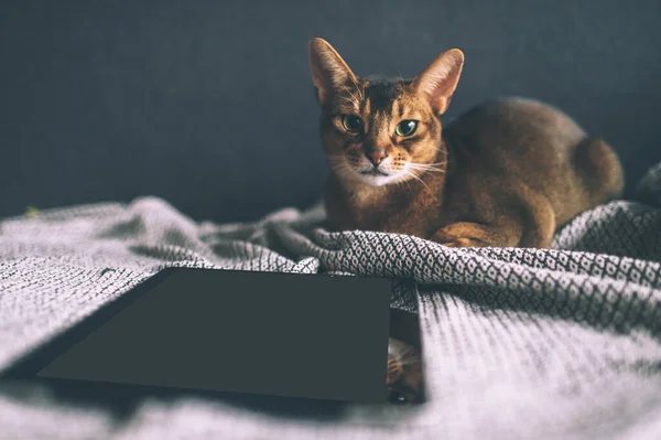 Abyssinian cat watching at tablet screen. Lovely playful kitten at home.