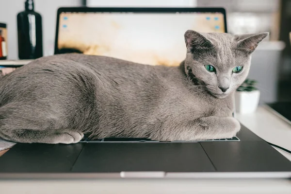 波兰克拉科夫 2019年3月31日 美丽的俄罗斯蓝猫 带着滑稽的口吻躺在笔记本的滑板上 在家中放松 纯正可爱的小猫咪躺在笔记本电脑上 — 图库照片