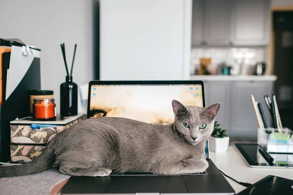 Schöne Russische Blaue Katze Liegt Auf Einem Notizbuch Innenraum Des — Stockfoto