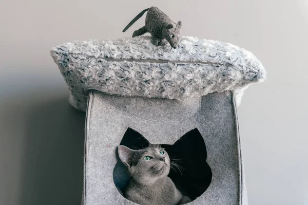Portrait of purebreed russian blue cat with funny expressive muzzle play and have with toy mouse at cat house. Set of actions of blue eyed female kitty and its enemy - toy mouse. Animals frinedship.