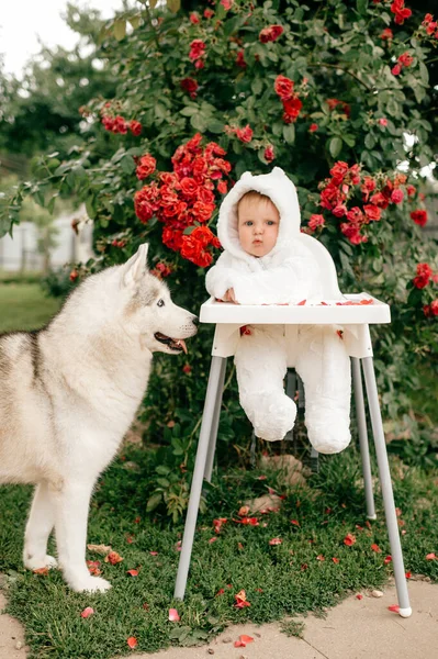 Charming baby boy in bear costume sitting in high chair with husky dog outdoor near bushes with red flowers.