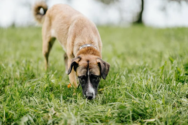 Feliz Juguetón Cachorro Rápido Furioso Disfrutando Libertad Naturaleza Loco Loco —  Fotos de Stock