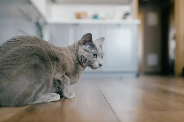 Entzückende Russische Blaue Katze Mit Lustiger Emotionaler Schnauze Und Großen — Stockfoto