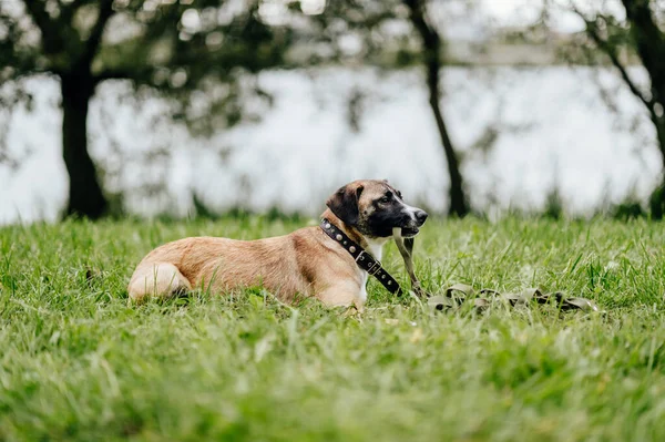 Šťastné Hravé Rozmarné Rychlé Zuřivé Štěně Těšící Svobodě Přírody Šílený — Stock fotografie