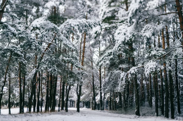 Fantasie Fabelachtig Winterbos Dennen Sneeuw Magick Mooi Park Scenic Landschap — Stockfoto