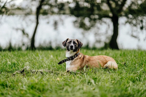 Feliz Brincalhão Brincalhão Rápido Furioso Filhote Cachorro Desfrutando Liberdade Natureza — Fotografia de Stock