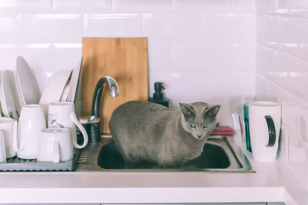 Lovely Kitten Playing Kitchen Funny Russian Blue Cat — Stock Photo, Image