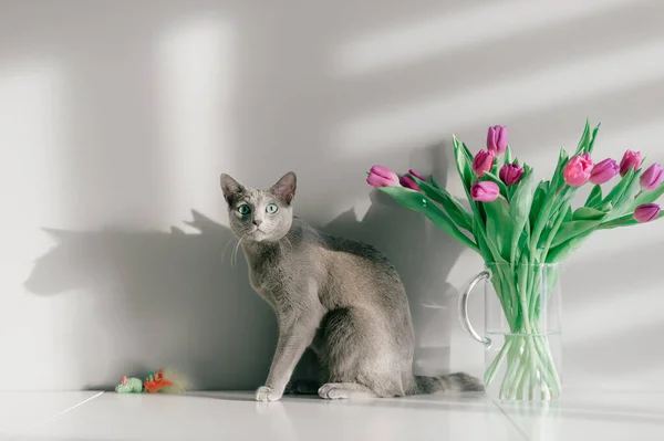 Gato Azul Ruso Sentado Mesa Precioso Gatito Posando Con Flores — Foto de Stock