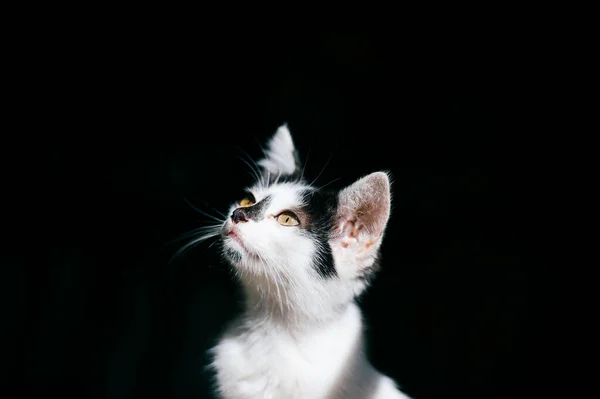 Portrait Rapproché Une Tête Chat Blanc Malsaine Sans Abri Isolée — Photo