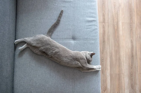 Lovely Kitten Sleeping Bed — Stock Photo, Image