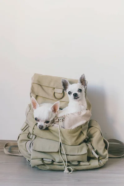 Deux Chihuahua Chiots Assis Dans Poche Sac Dos Toile Hipster — Photo
