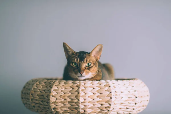 Abessinische Katze Strohkorb Liegend Schöne Kätzchen Getönten Porträt — Stockfoto