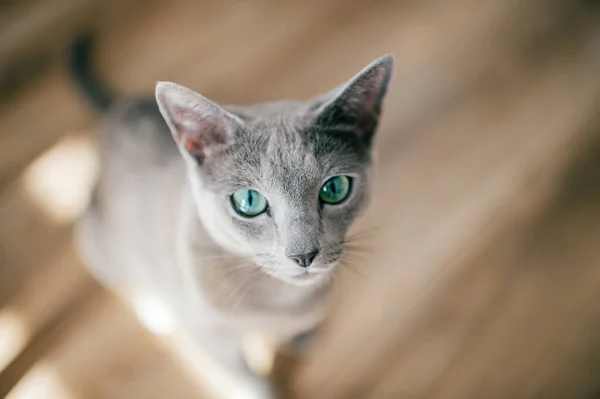 Adorável Gato Azul Russo Com Focinho Emocional Engraçado Grandes Olhos — Fotografia de Stock