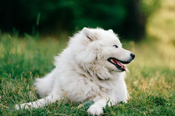 Adorável Incrível Branco Fofo Feliz Samoyed Cachorro Deitado Grama Livre — Fotografia de Stock
