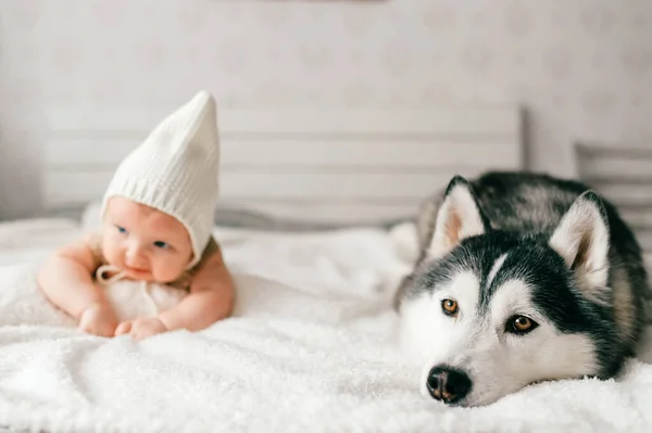 태어난 아기의 방식은 부드럽게 초점이 맞춰져 허스키 강아지와 침대에 아이와 — 스톡 사진