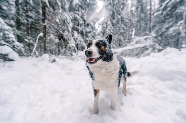 Funny Dog Snowy Forest — Stock Photo, Image