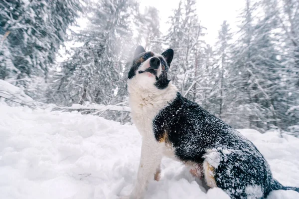 Cane Divertente Nella Foresta Innevata — Foto Stock