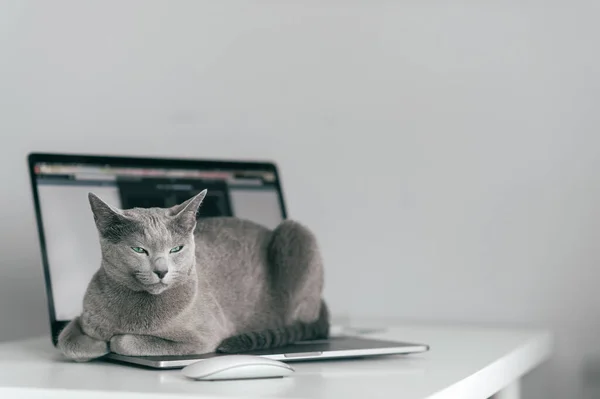 Beautiful russian blue cat with funny emotional muzzle lying on keayboard of notebook and relaxing in home interior on gray background. Breeding adorable gray kitten with blue eyes resting on laptop