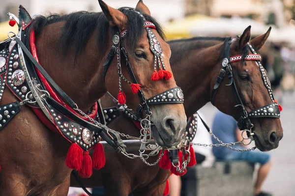 Turistleri at arabasına bindirmek için iki madalyalı at.