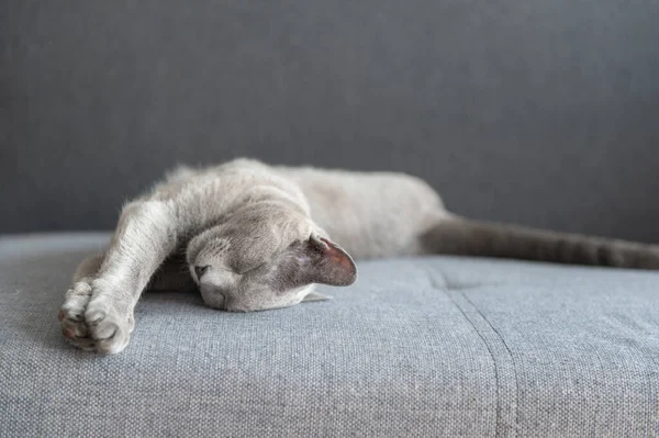 Bella Gattino Dormire Sul Letto — Foto Stock