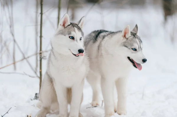 Dwa Syberyjskie Szczenięta Husky Wielobarwnymi Oczami Bawiące Się Razem Śniegu — Zdjęcie stockowe