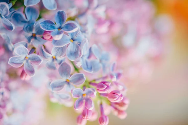 Närbild Makro Detaljerad Bild Blommande Vackra Lila Grenar Bukett Abstrakt — Stockfoto