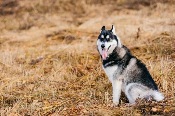 Close Portret Van Mooie Pluizige Zoogdier Grijze Husky Puppy Met — Stockfoto