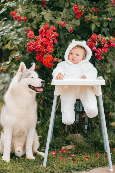 Charming baby boy in bear costume sitting in high chair with husky dog outdoor near bushes with red flowers.