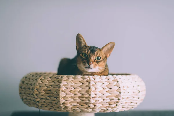 Abessinische Katze Strohkorb Liegend Schöne Kätzchen Getönten Porträt — Stockfoto