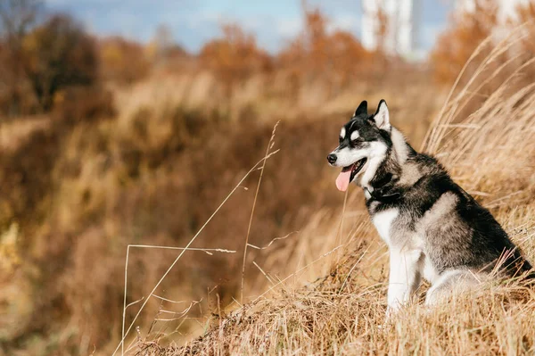 Güzel Pofuduk Tüylü Gri Kahverengi Gözlü Köpek Yavrusu Portresi Sonbaharda — Stok fotoğraf