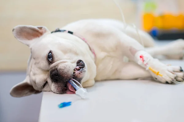 Küçük köpek anestezi altında bir damlatıcıyla tıbbi kanepede yatıyor. Bir evcil hayvanın kısırlaştırılması. Küçük kardeşlerimizin acılarının kurtuluşu. Hayvan kurtarma konsepti. Fransız Bulldog ameliyatı, iyileşme süreci