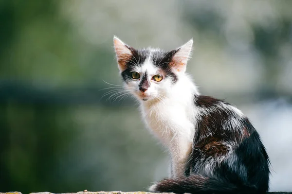 Close Portret Van Onschuldige Mooie Pasgeboren Kleine Dakloze Stedelijke Kitty — Stockfoto