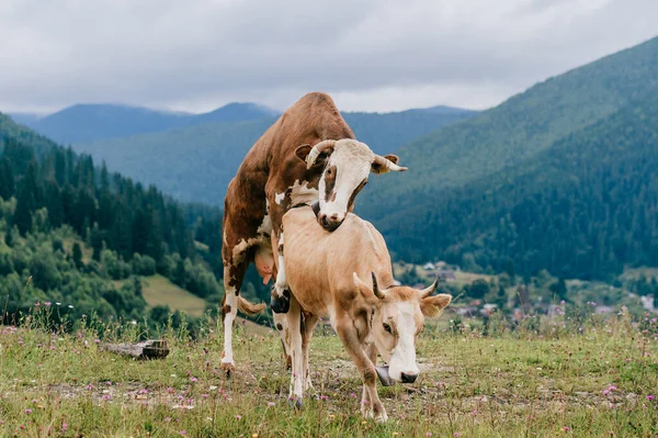 Two funny spotted cows playing sex games on pasture in highland  in summer day. Cattle mating on field with beautiful landscape view at mountains and forest on background.  Animal mating habits