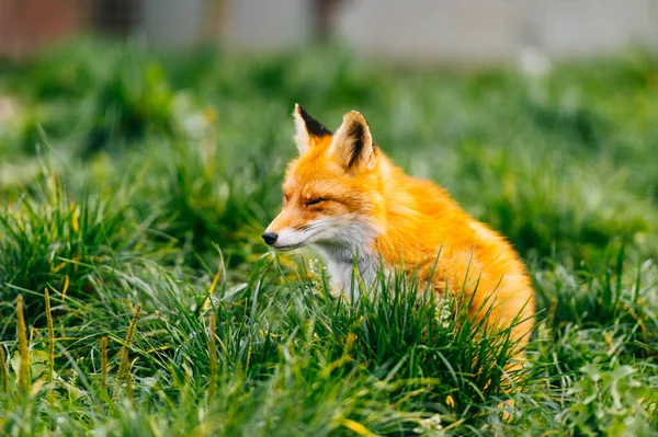 Retrato Joven Zorro Rojo Sentado Sobre Hierba Verde Naturaleza Salvaje — Foto de Stock