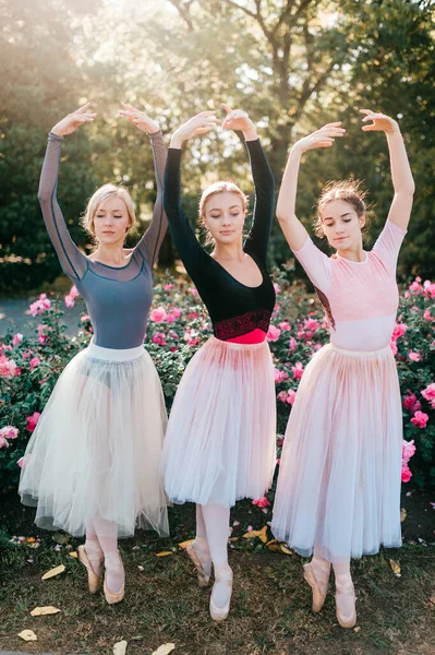 Τρεις Χορεύτριες Μπαλέτου Ποζάρουν Πάνω Από Τριανταφυλλιές — Φωτογραφία Αρχείου