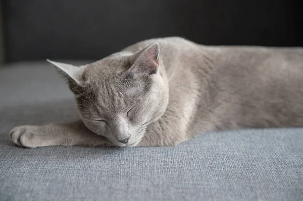 Bella Gattino Dormire Sul Letto — Foto Stock